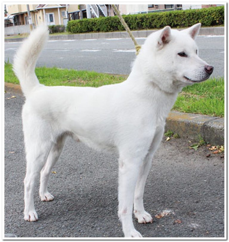 Six Major Japanese Dog Breeds - The Wadas On Duty