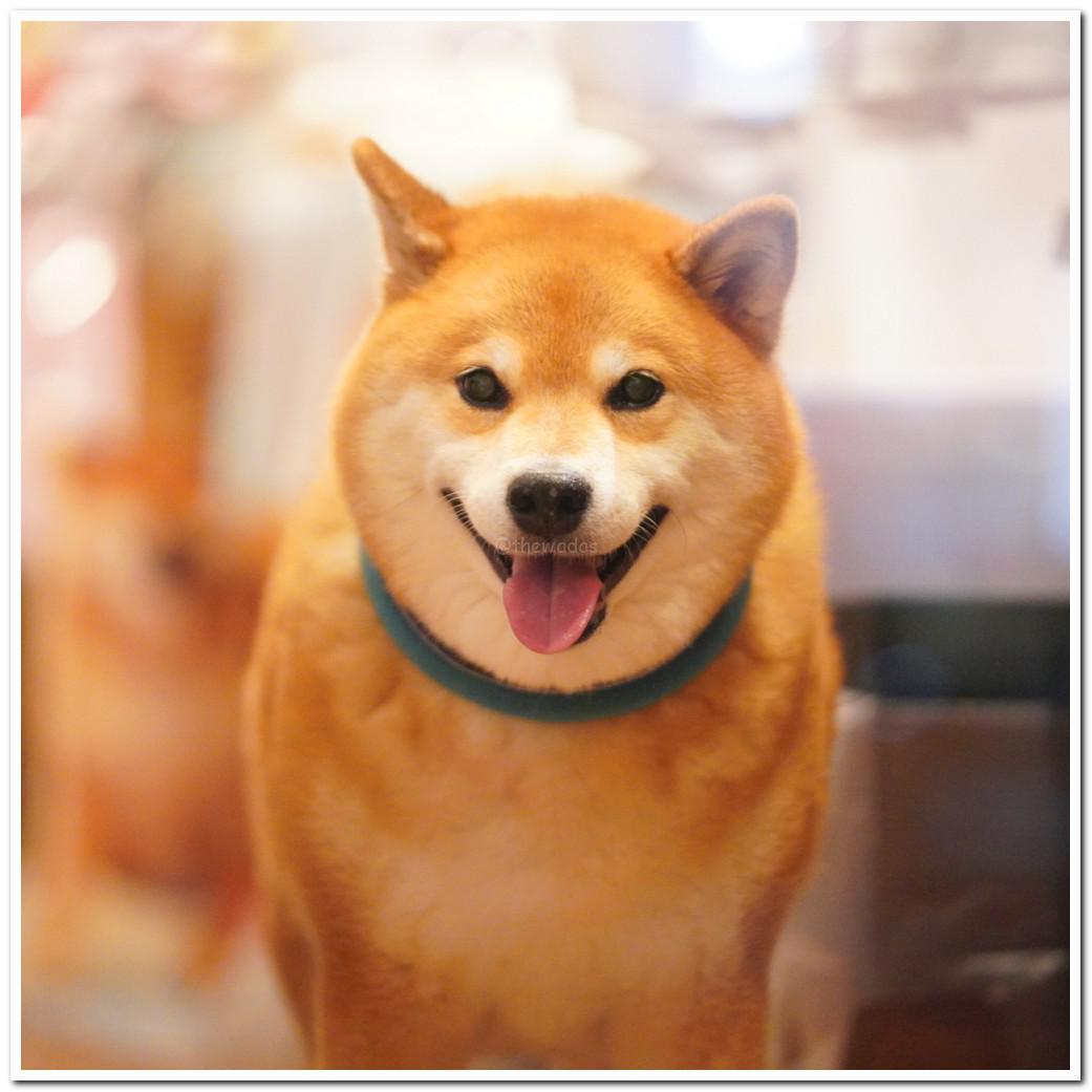 what is the most popular dog in japan