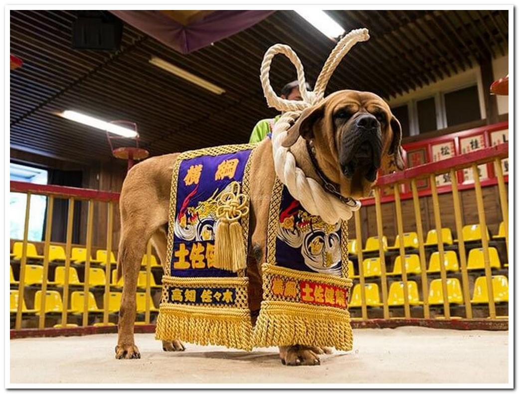 Six Major Japanese Dog Breeds - The Wadas On Duty