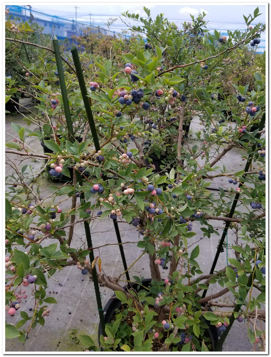 Blueberry Picking at Setouchi Fruits Garden (Setouchi City)