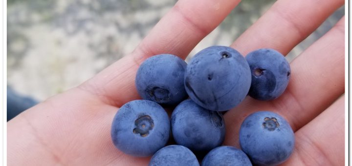 Blueberry Picking at Setouchi Fruits Garden (Setouchi City)