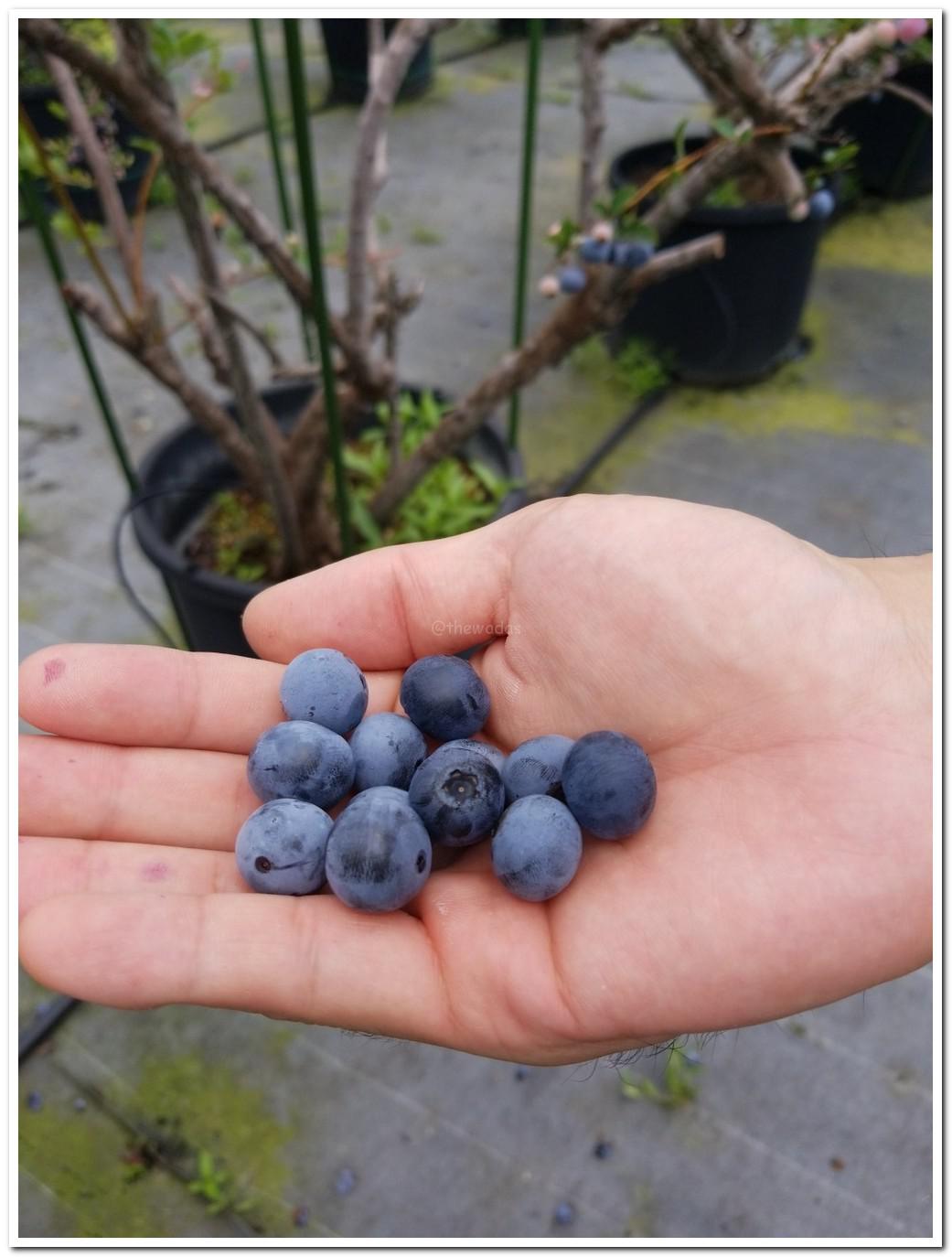 Blueberry Picking at Setouchi Fruits Garden (Setouchi City)