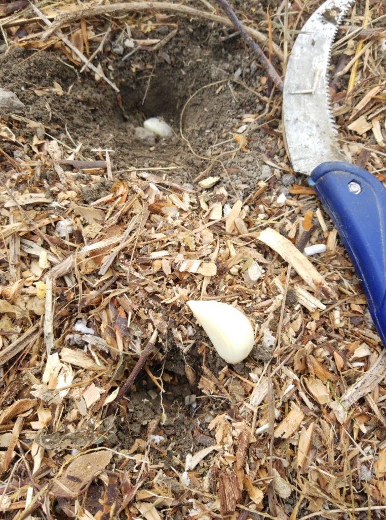 Planting Garlic