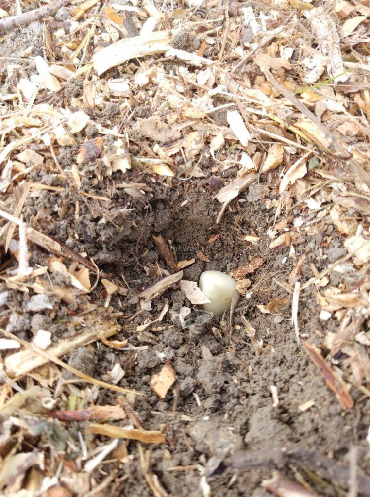 Planting Garlic