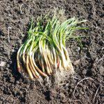 Year 1 – November Week 2: Planting Onions