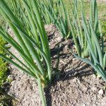 Year 1 – December Week 1: Piling soil on leeks