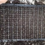 Year 2 – January Week 5: Seedling rack