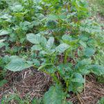 Year 2 – May Week 2: Hilling potato plants