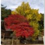 autumn_leaves_at_tokuyama_shrine_hiruzen_maniwa_okayama_02