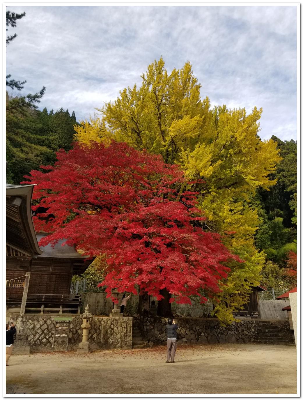 autumn_leaves_at_tokuyama_shrine_hiruzen_maniwa_okayama_02