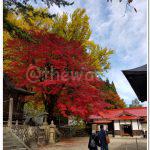Autumn-Leave Spot in Hiruzen | Tokuyama Shrine
