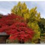 autumn_leaves_at_tokuyama_shrine_hiruzen_maniwa_okayama_04