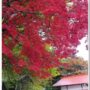 autumn_leaves_at_tokuyama_shrine_hiruzen_maniwa_okayama_05