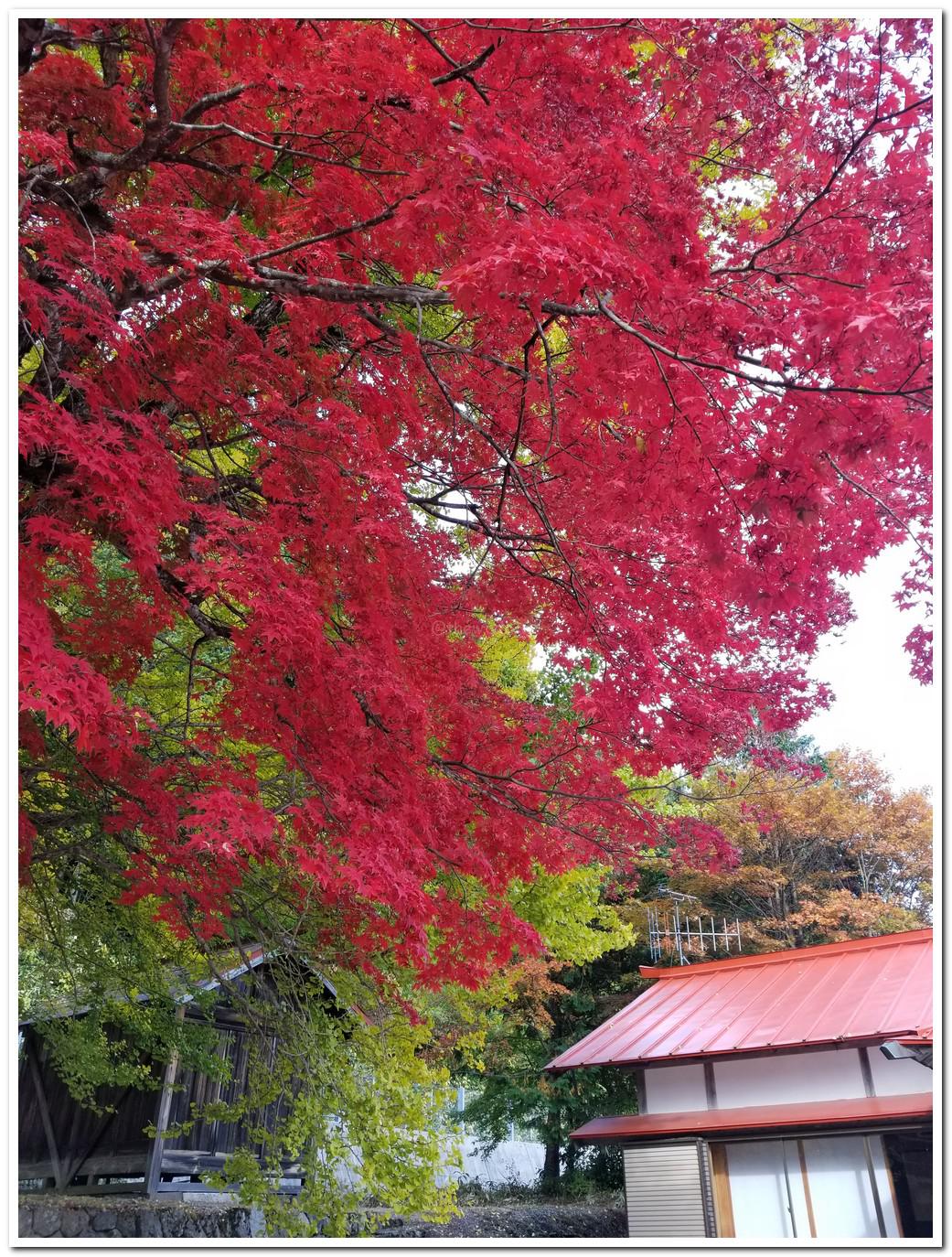 autumn_leaves_at_tokuyama_shrine_hiruzen_maniwa_okayama_05