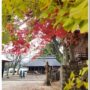 autumn_leaves_at_tokuyama_shrine_hiruzen_maniwa_okayama_06