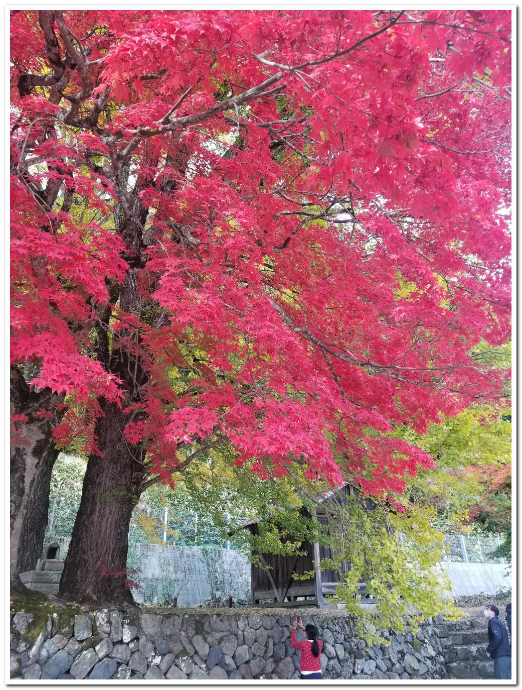 autumn_leaves_at_tokuyama_shrine_hiruzen_maniwa_okayama_07