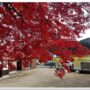 autumn_leaves_at_tokuyama_shrine_hiruzen_maniwa_okayama_08