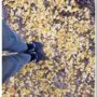 autumn_leaves_at_tokuyama_shrine_hiruzen_maniwa_okayama_09