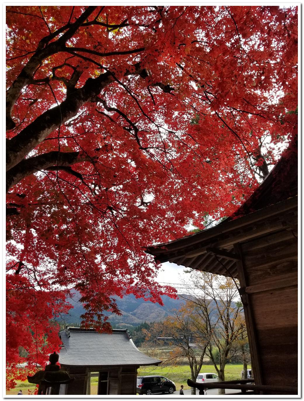 autumn_leaves_at_tokuyama_shrine_hiruzen_maniwa_okayama_10
