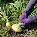 Year 3 – May Week 4: Harvesting Onions