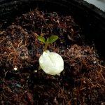 Growing Rose Apple (Tambis) From Seed