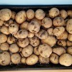 2024 January: Harvesting Autumn Potatoes